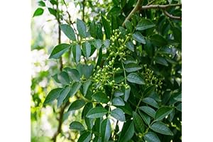 Zanthoxylum Plant Seeds: A Culinary and Medicinal Wonder