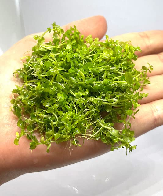 Amazon.co.jp: （水草）（枯れない水中葉）ニューラージパールグラス