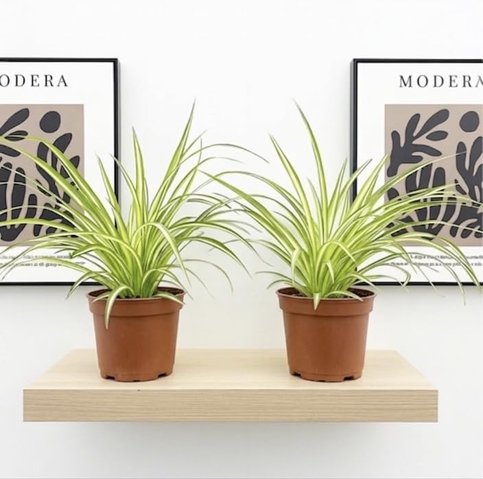 Prestige Plant Live Spider Plant Duo – Set of 2 Easy-Care Houseplants | Air-Purifying Indoor Greenery | Pet-Friendly Hanging or Potted Plant