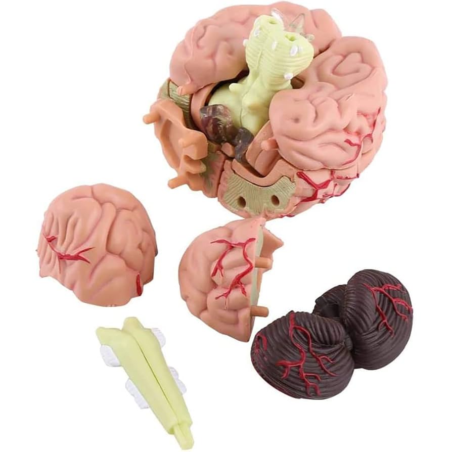 脳の模型 Amazon.co.jp: 人間の脳の解剖学的モデル、色付きの脳構造モデル