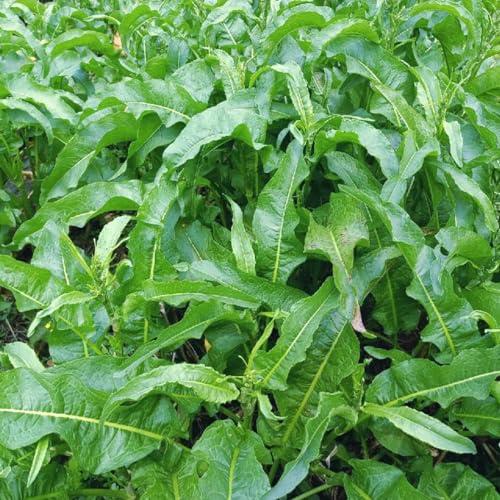 200 piezas semillas de acedera perenne, comprar acedera, plantas vegetales, semillas de cobertura del suelo resistentes Semillas de acedera - Rumex acetosa - hortalizas de semilla,