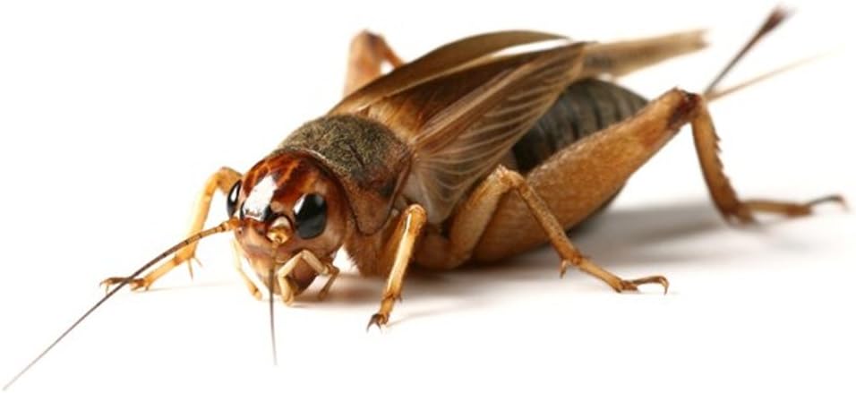 Peregrine Livefoods Silent Brown Crickets - Standard Size 5 - Pre Pack