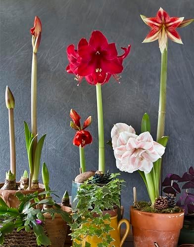 Miniatura 3 de Glee Amaryllis - Bombilla de raíz desnuda de 11.0-11.8 in - 2-3 tallos con flores de rayas rosas y blancas - Ideal para plantar en interiores y
