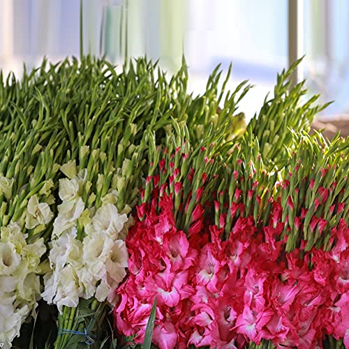 Image of Kraft Seeds Zinnia Mixed Flower Desi Seeds Summer Variety Special (Multicolour) & Gate Garden Gladiolus Flower Bulbs (Multicolour, Pack of 15) & Gate Garden Narine Lilly Flower Bulbs (White,Pack of 5)