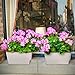 Amazing Creation Window Herb Planter Box, Vibrant Window Herb Garden, Self-Watering Rectangular Planter for Kitchen, Plants, and Succulents - Set of 3
