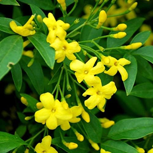 Image of Live Chameli Bel Plant with Pot | Jasmine Climbing Vine Plant | Fragrant Outdoor Flowering Creeper for Home Garden Balcony Terrace