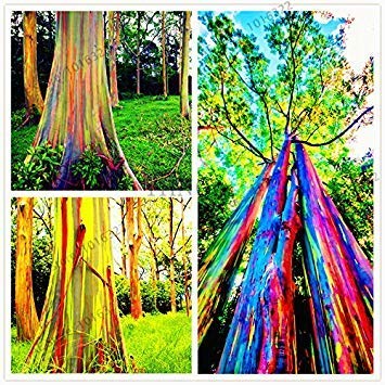 100pcs/bag Hawaii Rainbow Eucalyptus Tree,100% Genuine Beautiful Ornamental Tree,Easy to Grow