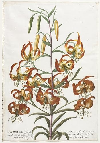 Tableau Plantes sélectionnées No Lily par Georg Dionysius Ehret Toile 60x90cm