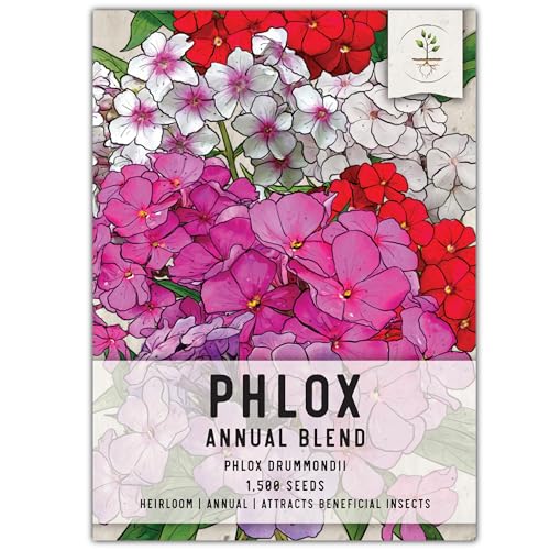 Seed Needs Annual Phlox Seeds for Planting a Colorful Mixture of Flowers - Heirloom & Open Pollinated Wildflowers to Attract Butterflies and Other Pollinators to an Outdoor Garden (1 Pack)