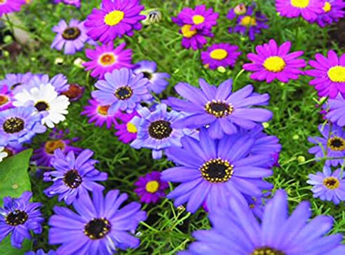 TRTO Swan River Daisy Mix - 6000 Seeds - Brachycome Iberidifolia - Annual Bedding for Planting Garden Yard Patio and Useful for Gifts (6000 Seeds)