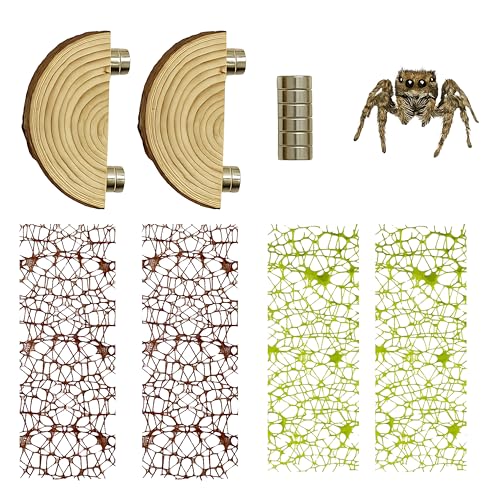 Jumping Spider Habitat Decor Kit with Wood Ledge and Web