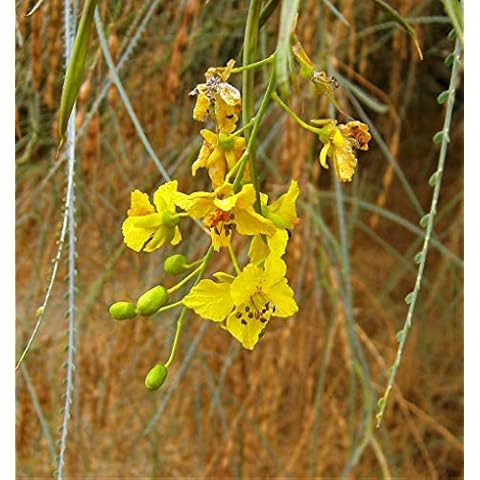 Parkinsonia The Jerusalem Thorn. Attractive Desert Tree Seeds. 20 per Pack Cover