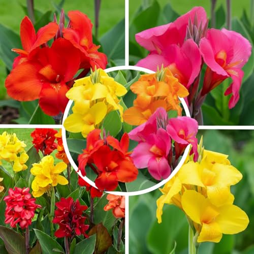FLORIUM - Riesen Canna Charm Kollektion (5 pflanzen) | Große Exklusivmischung aus Holland | 5 Sorten | Echte Mehrjährig Stauden Dekoration für Garten Balkon (keine Samen nicht winterhart)