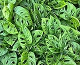 Monstera Adansonii – Swiss Cheese Plant in 3-Inch Pot – Live Indoor Houseplant with Unique Split Leaves – Easy Care Tropical Plant for Home or Office Décor
