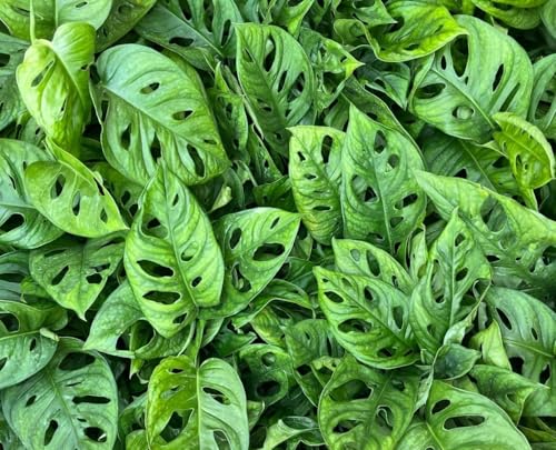 Generic 3 Inch Starter Pot