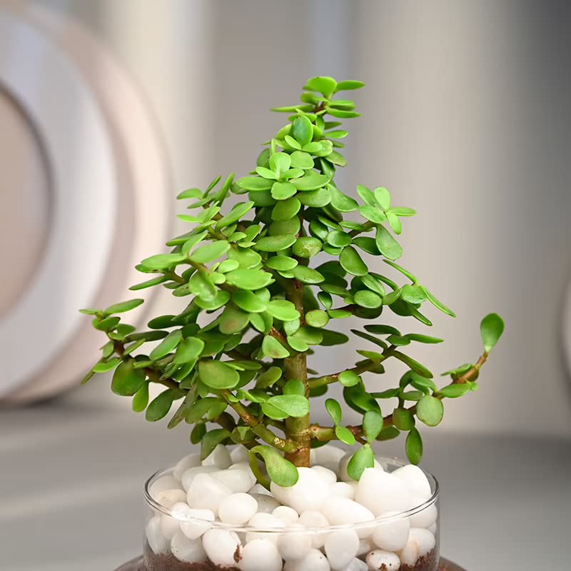 "Bring Nature Indoors: Green Jade Air Purifying Plant with Elegant Glass Pot - Perfect Décor for Your Home and Office! Order Now for Same Day Delivery!" "Bring Nature Indoors: Green Jade Air Purifying Plant with Elegant Glass Pot - Perfect Décor for Your Home and Office! Order Now for Same Day Delivery!"