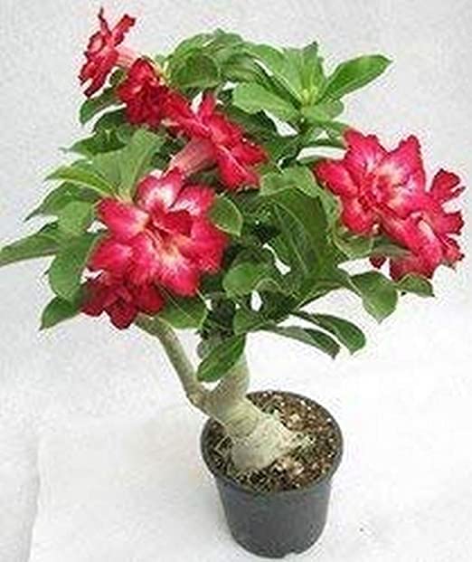 GREENLIVE TRADERS Adenium Flower Live Plant Rosy Adenium/Desert Rose Grafted Indoor Bonsai (Desert Rose) Mini (1 Live Bonsai Plant) (B0BDG87WTT) Amazon Price History, Amazon Price Tracker