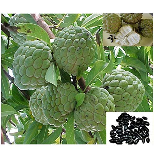 FIRM SEMI DE GERMINAZE: 50 Zuckerapfelsamen, by Rahmapfel Zimtapfel Fruchtsamen