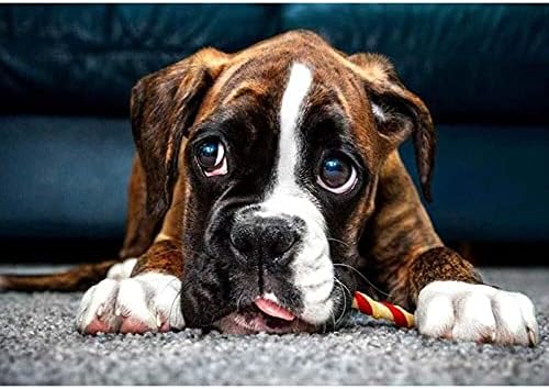 Amazon 犬diy5dダイヤモンド絵画動物ダイヤモンド刺繡クロスステッチフルラウンドドリルラインストーンモザイクキット手作りギフト A16 40x50cm 刺しゅうキット 通販