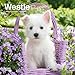 Produktbild West Highland White Terrier Puppies | 2024 7 x 14 Inch Monthly Mini Wall Calendar | BrownTrout | Animals Dog Breeds Puppy