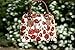 Signare Tapestry Hand Shoulder Bag Cross Body Purses Handbag Satchel Bag for Women In Poppy Floral Design|CONV-POP