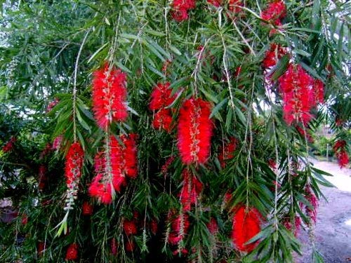 Boyette Weeping Red Bottlebrush Live Tree Plant Superior Weeping Habit Flowers Attract Hummingbird Bonsai Starter Size 4 Inch Pot Emerald Tm #TOP1