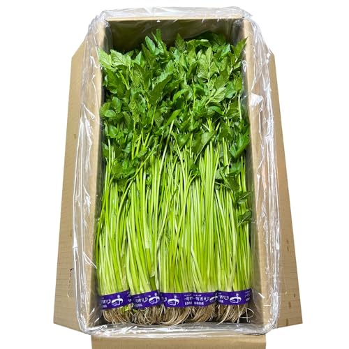 野菜 一町田せり 約520g (約130g×4束)