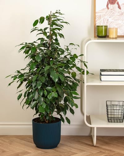 Prickle Plants Weeping Fig - Attractive Indoor Fig with Decorative Leaves, Easy Care Plant for Stylish Home or Office Spaces (100-120cm incl. 21cm Pot)