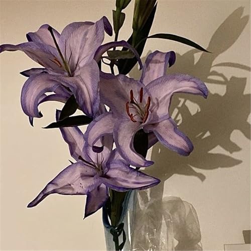 Bulbos de Lirio - Se Adaptan a Diferentes Zonas - Crecen en Jardín y Maceta-2 Bulbos