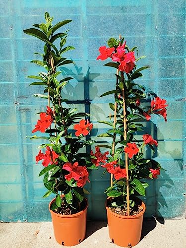 Sundavillea Dipladenia, Set di 2 Piante Rampicanti con Fiori Giganti, Rosa, Rosso e Bianco, Vaso 14-16 cm, altezza 110cm, 3 canne (Rosso)