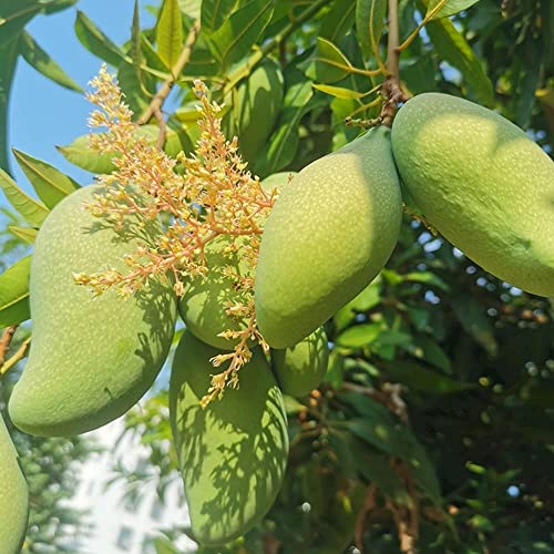 FStening 3 Pièces Vert Sans OGM Parfait Graines De Mangue Planter à La Maison Avec Des Amis De La Famille Ajoute Une Atmosphère Joyeuse L'un Des Fruits Essentiels De La Cuisine Cover