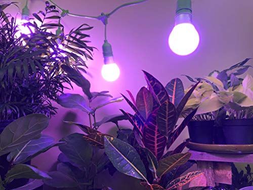 Smokephonics Greenhouse In A Box Grow Kit For Indoor Plants - Red & Blue Spectrum High Yield Smokephonics Wide Beam Grow Light Bulbs & 4-Socket Corded Light Fixture (6-Pack - 6 Strings, 24 Bulbs) #TOP2