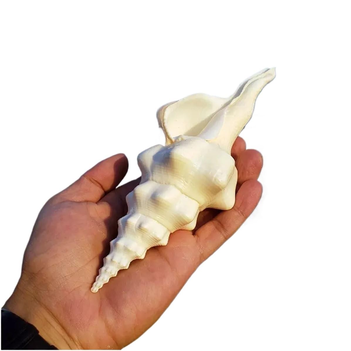 Coquillages naturels 21cm pour remplacer les bibelots en plastique ternes