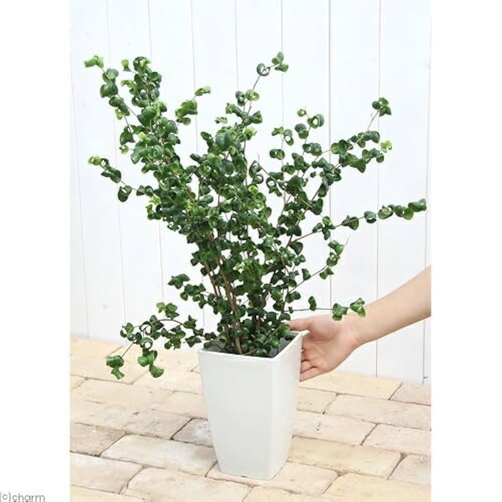 ☆ ベンジャミン バロック♪ 132cm♪ Amazon｜遊恵盆栽 観葉植物：フィカス ベンジャミン バロック*4