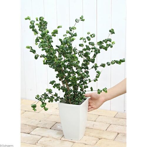 ベンジャミンバロック フィカス・ベンジャミン・バロック M | 観葉植物の通販 AND