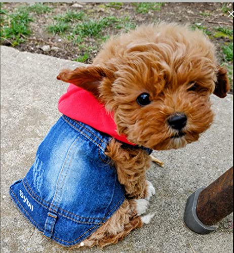 Personalized Dog Denim Jeans Jacket Coat, Custom Denim Hoodie Vest With Embroidered Name (Small (Back 8", Chest 13.2")) #TOP2