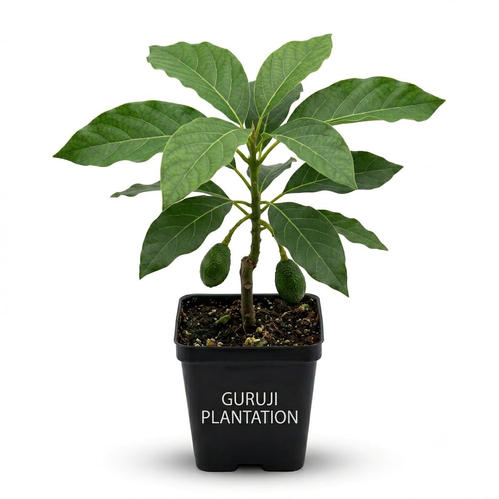 ※最終価格※アシモクラフツ THE ONE HAND CHABU-DAl Guruji Plantation Hass Avocado (Avocado Fruit) Grafted Fruit Plant