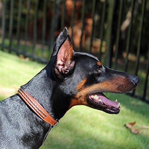 Medium Decorated “Magnifico” Padded Genuine Leather Studded Dog Collar