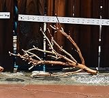 Manzanita Driftwood 12