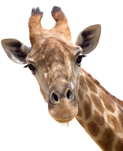 Wallmonkeys FOT-33846052-24 WM10555 Giraffe Closeup Peel and Stick Wall Decals, 24" H x 20" W-Medium - Thumbnail 2