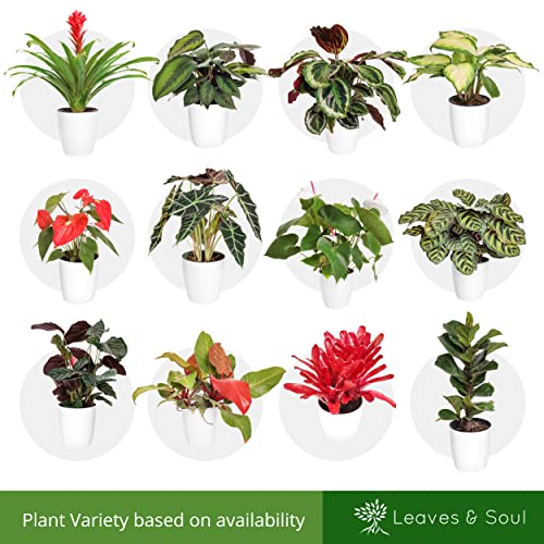 Leaves And Soul Fiddle Leaf Fig Lyrata Bambino Live Houseplant - Indoor Air Purifying Tall Plants - White Plastic Pot - Large Leaf Living Room Home Decor - Low Maintenance Cute Plants Gift #TOP6