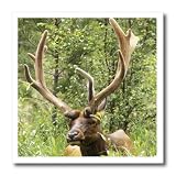 3dRose ht_88813_3 CO, Rocky Mountain NP, Fall River, Male elk - Alison Jones - Iron on Heat Transfer for White Material, 10 by 10-Inch