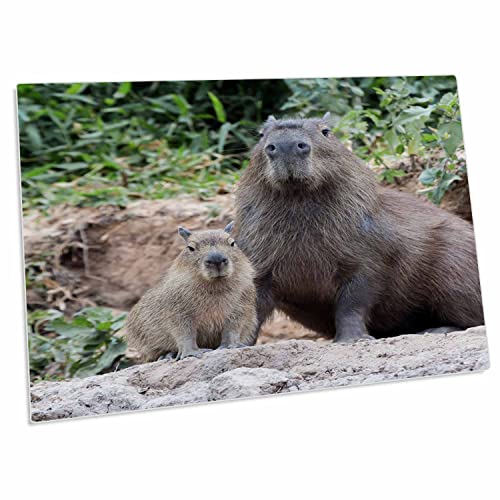 3dRose Brazil, Mato Grosso, The Pantanal. Capybara