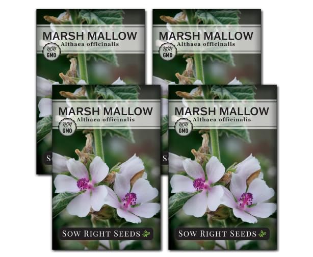 Sow Right Seeds - Marsh Mallow Seeds for Planting - Heirloom Non-GMO Variety - Ideal for Indoor or Outdoor Herbal Gardens - Grow Your Own Culinary and Medicinal Marshmallow Root Herbs (4)