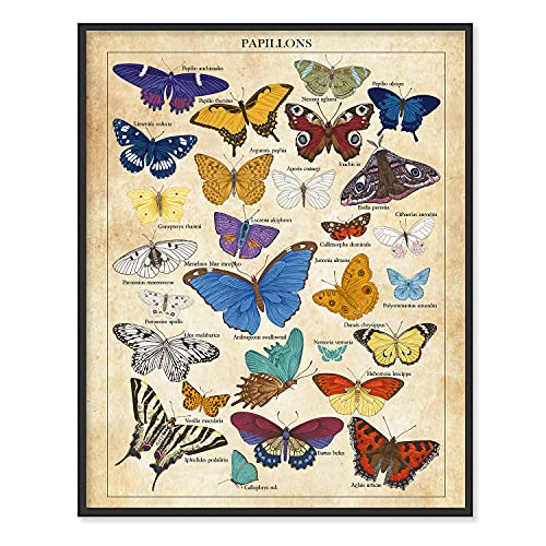 Butterfly Wall Art, Vintage Butterfly Poster | Butterfly Art Set of 1 Butterfly Posters | Butterfly Art Wall Decor | Butterfly Poster Vintage Prints UNFRAMED, (11x14")