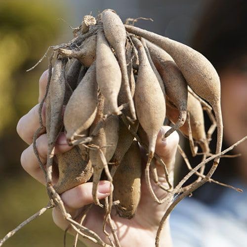 Miniatura 2 de Bulbos decorativos de mezcla de dalia para plantar mezcla de varias dalia paquete de 9 grandes grumos de tubérculos