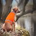 Pack of 2 Blaze Orange Dog Vest, Reflective Vest for Hunting, High Visibility Safety Vest, Soft & Adjustable Reflective Dog Jacket for Walking Hunting Vest - S