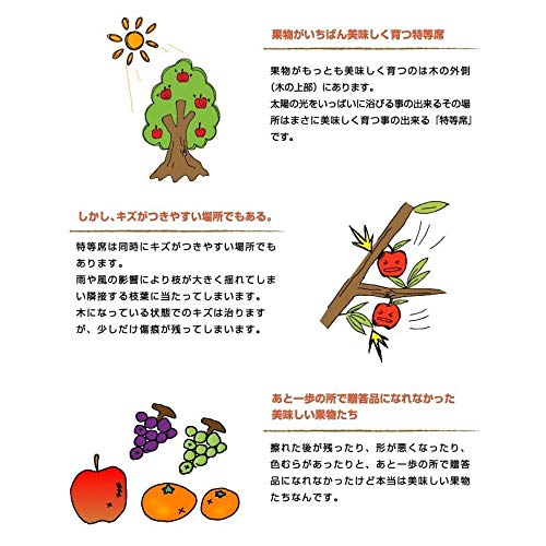 Amazon.co.jp: みかん せとか 2.5kg×2箱 風のいたずら 訳あり 大きさ