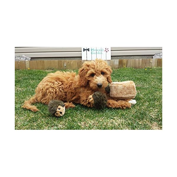 ZippyPaws Medium Hedgehog Squeaky Replacement Burrow Toys for Dogs (12 Pack) ZippyPaws Medium Hedgehog Squeaky Replacement Burrow Toys for Dogs (12 Pack)