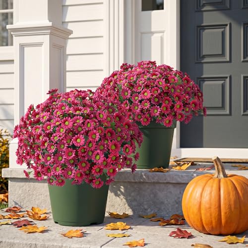 Image of HyeFlora Artificial Mums for Outdoors Fall Decor, 6 Bundles Fake Flowers UV Resistant Realistic Faux Flowers Bouquet Silk Flowers for Outside Planter Porch Patio Garden Yard Balcony Home, Fushsia